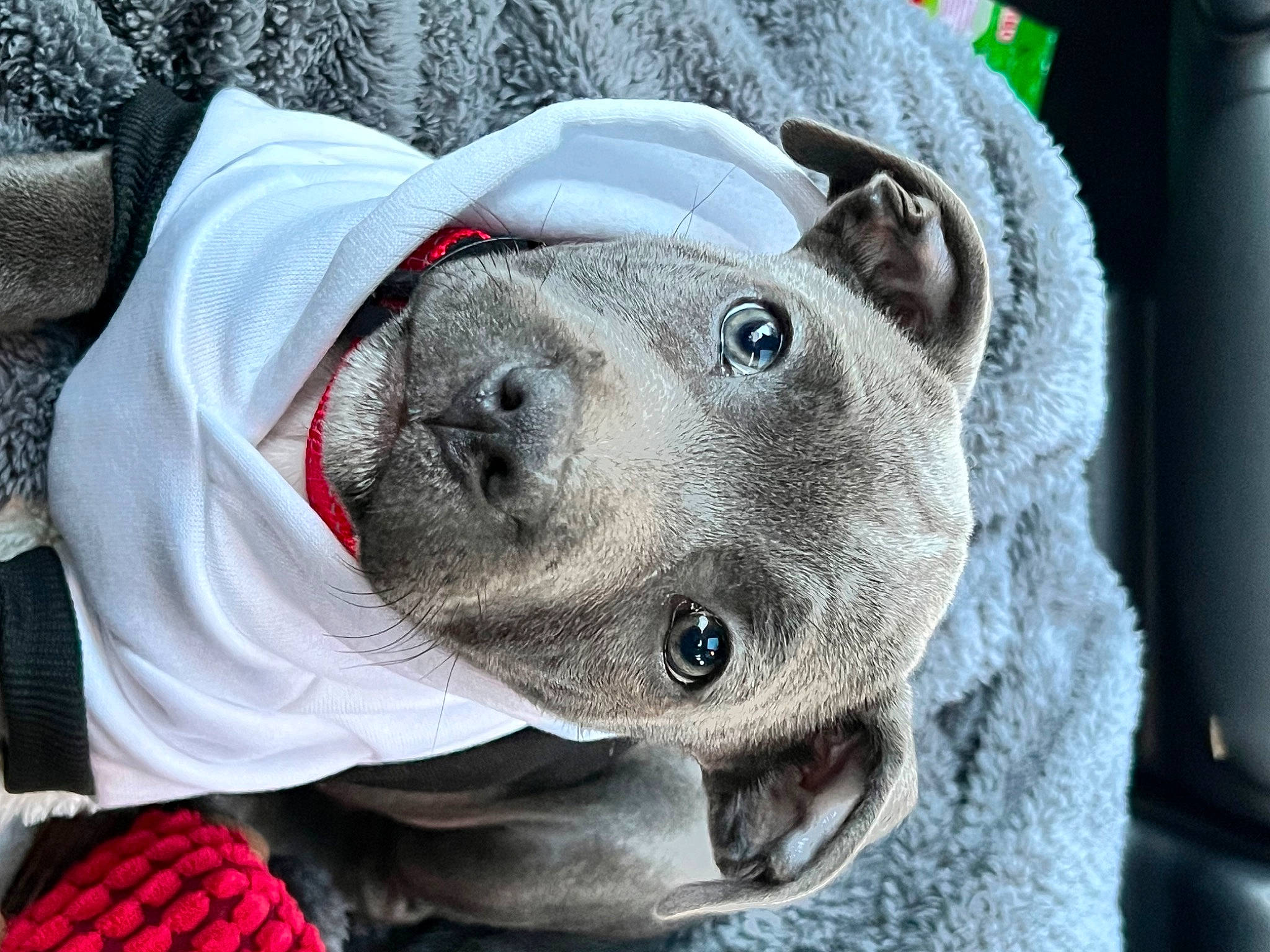 Tokyo participe au concours pour gagner de l'argent avec cette photo : canidae, carnivore, collar, companion_dog, dog, dog_breed, electric_blue, fawn, freezing, fur, grey, head, personal_protective_equipment, snout, sporting_group, stuffed_toy, toy, whiskers, winter, working_animal