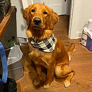 Kimber is registered to the contest to win money with this photo: dog, golden_retriever, bandana, indoor, wooden_floor, pet, animal, canine, sitting, looking_up, fur, ears, tail, domestic_animal, companion, household, cute, friendly, brown, portrait
