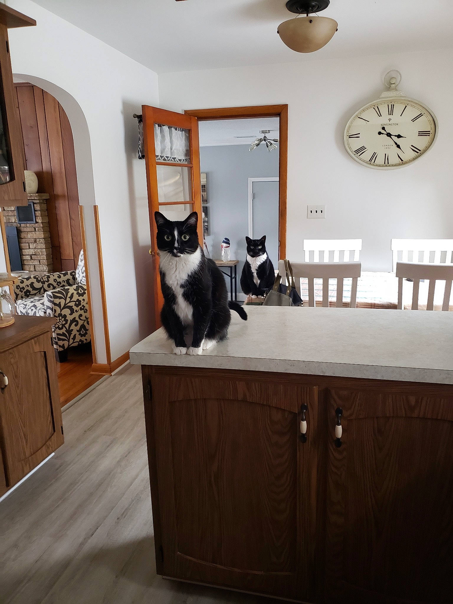 Dale is registered to the contest to win money with this photo: building, cat, ceiling, chest_of_drawers, felidae, floor, furniture, hardwood, home, house, interior_design, living_room, room, small_to_medium_sized_cats, table, whiskers, wood