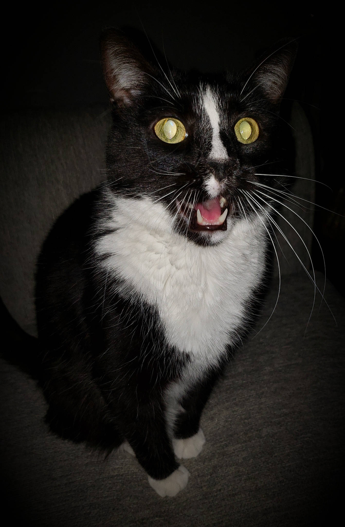 Dale is registered to the contest to win money with this photo: american_wirehair, black, black_and_white, black_cat, carnivore, cat, darkness, domestic_short_haired_cat, ear, european_shorthair, eye, felidae, fur, kitten, organ, small_to_medium_sized_cats, snout, whiskers