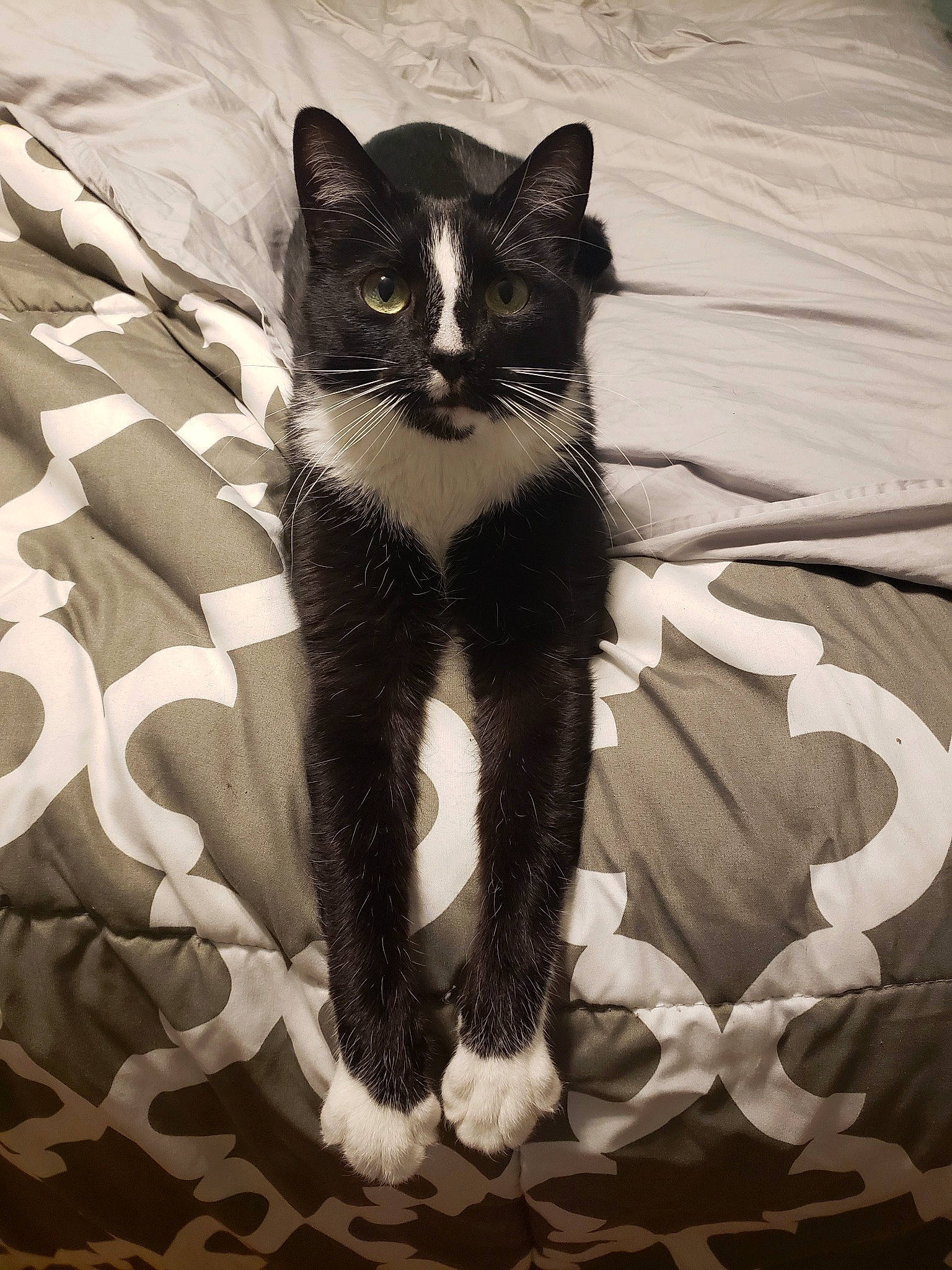 Dale is registered to the contest to win money with this photo: asian, black, black_and_white, black_cat, carnivore, cat, claw, domestic_short_haired_cat, eye, felidae, fur, kitten, leg, polydactyl_cat, small_to_medium_sized_cats, style, tail, textile, tree, whiskers