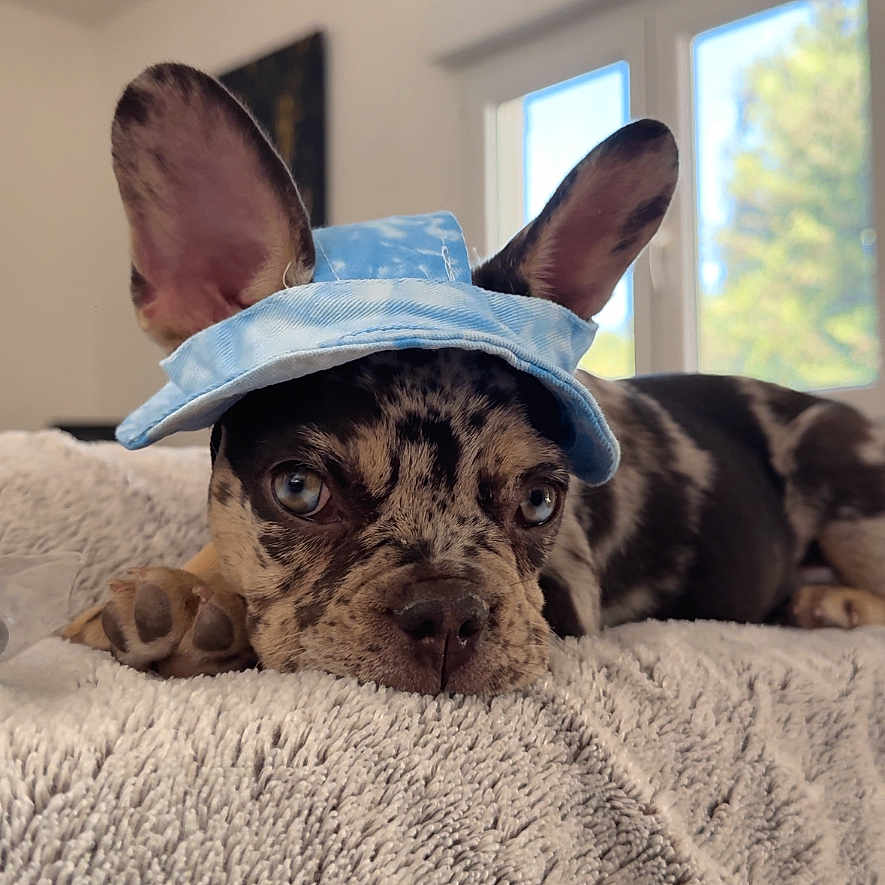 Yoda participe au concours pour gagner de l'argent avec cette photo : animal, blanket, bulldog, canine, cap, chihuahua, clothing, cockerspaniel, couch, dog, frenchbulldog, furniture, hat, hound, pet, pitbull, pointer, puppy, sunhat, terrier
