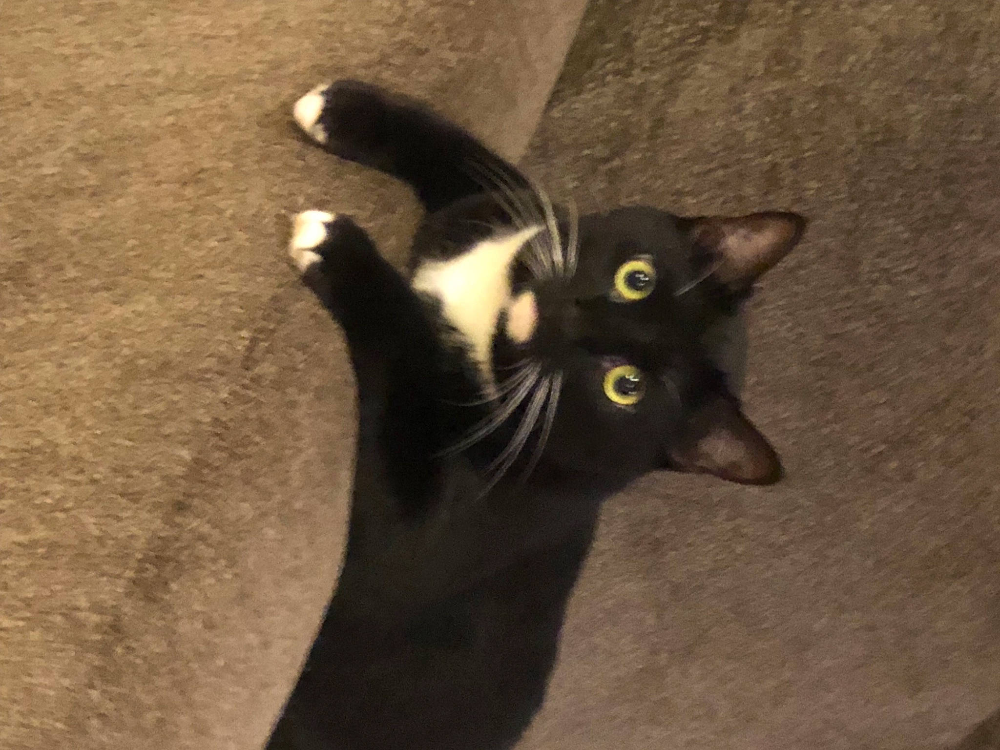 Beans is registered to the contest to win money with this photo: black_cat, bombay, carnivore, cat, domestic_short_haired_cat, eye, felidae, fur, havana_brown, shadow, small_to_medium_sized_cats, snout, tail, terrestrial_animal, whiskers