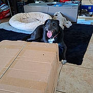 Vanda a rejoint le concours — aidez-le/la à gagner de superbes lots ! black_dog, cabinet, cable, cardboard_box, dog, furniture, happy_dog, home, indoor, living_room, pet, pet_accessories, pet_bed, playful, remote_control, resting, rug, stuffed_toy, tile_floor, tongue_out