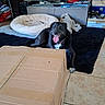 black_dog, cabinet, cable, cardboard_box, dog, furniture, happy_dog, home, indoor, living_room, pet, pet_accessories, pet_bed, playful, remote_control, resting, rug, stuffed_toy, tile_floor, tongue_out
