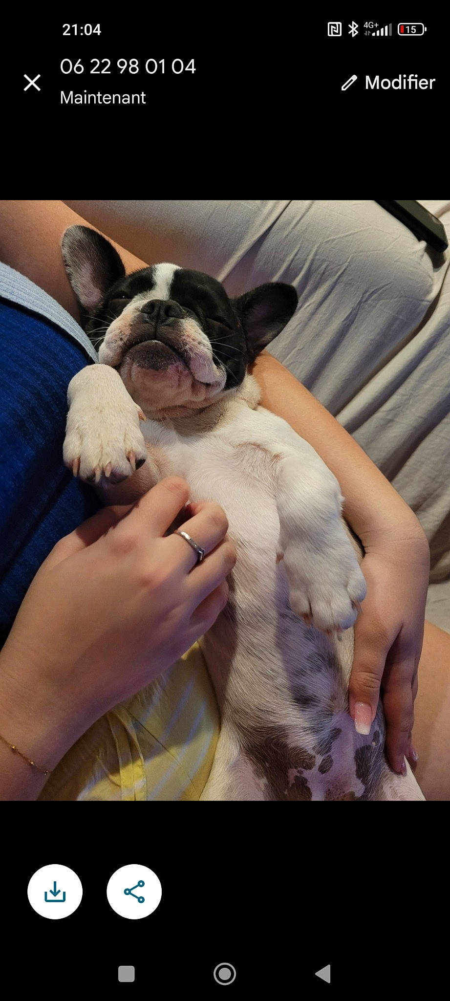 Charlie a rejoint le concours — aidez-le/la à gagner de superbes lots ! boston_terrier, carnivore, comfort, companion_dog, dog, dog_breed, ear, event, fawn, flash_photography, formal_wear, fun, fur, gesture, happy, snout, textile, toy_dog, whiskers, working_animal