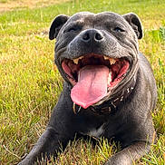 Vicky a rejoint le concours — aidez-le/la à gagner de superbes lots ! dog, smiling, tongue_out, grass, outdoor, pet, happy, canine, collar, animal, nature, sunlight, playful, friendly, closeup, muzzle, tongue, paw, summer, relaxed