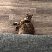 Bella joined the competition — help win amazing prizes! cat, gray_cat, fluffy, pet, indoor, wooden_floor, couch, furniture, relaxed, animal, cute, looking, lying_down, fur, whiskers, ears, eyes, home, cozy, domestic