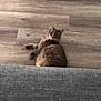 cat, gray_cat, fluffy, pet, indoor, wooden_floor, couch, furniture, relaxed, animal, cute, looking, lying_down, fur, whiskers, ears, eyes, home, cozy, domestic