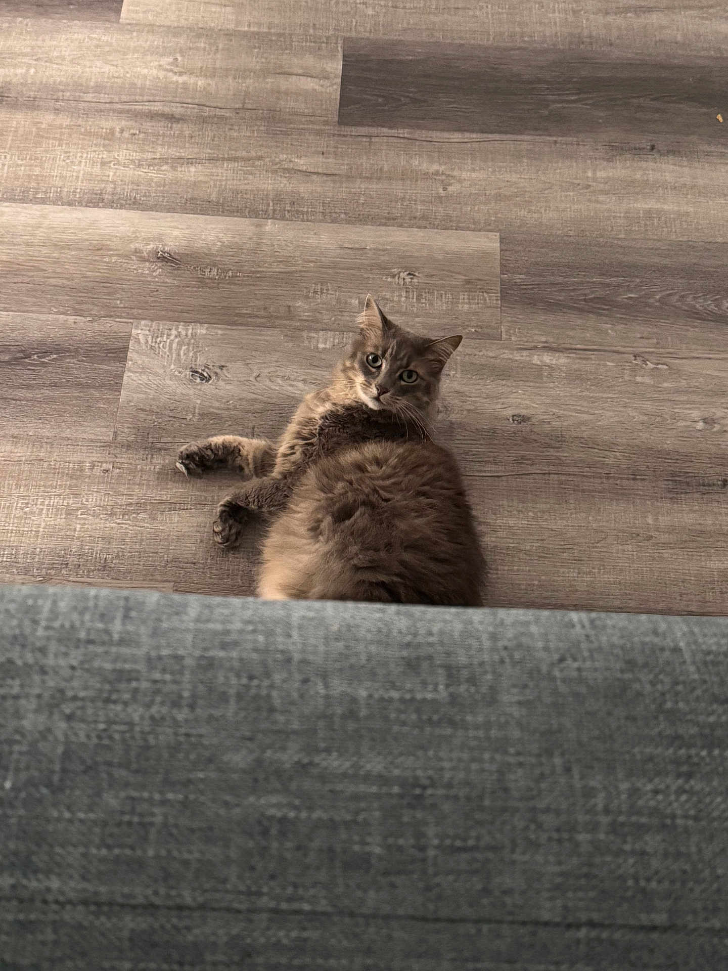 Bella