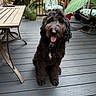 dog, pet, black_dog, curly_fur, fluffy, sitting, tongue_out, portrait, outdoor, backyard, deck, patio, patio_furniture, chair, table, plants, tropical_leaf, wooden_fence, daylight, happy