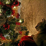 Lily joined the competition — help win amazing prizes! animal, cat, celebration, christmas_tree, cozy, curious, decorations, festive, gold, green, holiday, indoor, lights, ornaments, pet, red, santa_ornament, shadow, tinsel, wall