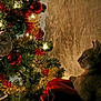 animal, cat, celebration, christmas_tree, cozy, curious, decorations, festive, gold, green, holiday, indoor, lights, ornaments, pet, red, santa_ornament, shadow, tinsel, wall