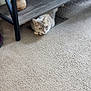 cat, carpet, wooden_shelf, floor_vent, indoor, decor, mushroom_ornament, sign, welcome_sign, pet, feline, curious, resting, home, cozy, animal, floor, furniture, light, shadow