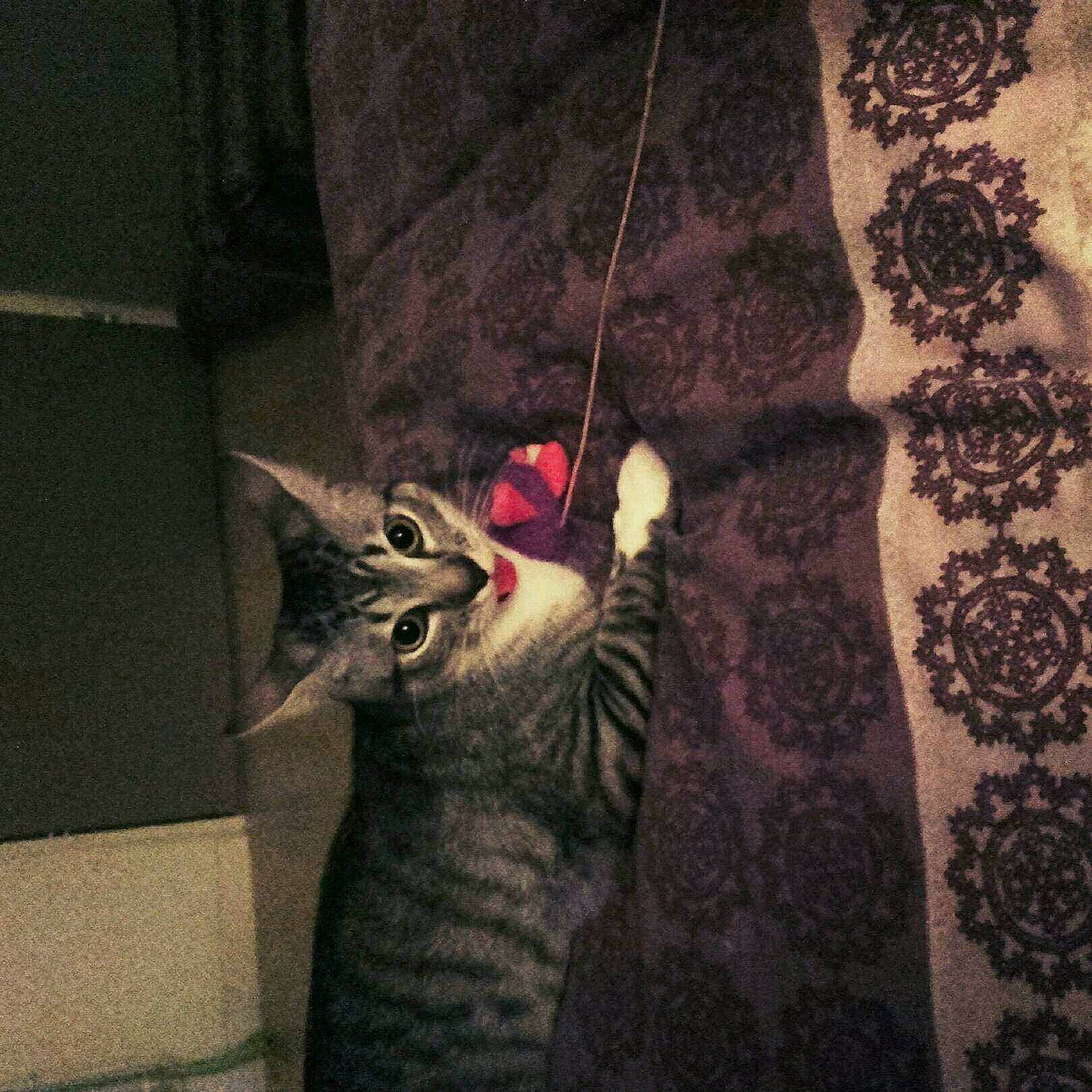 Dewey a rejoint le concours — aidez-le/la à gagner de superbes lots ! american_shorthair, asian, carnivore, cat, chausie, domestic_short_haired_cat, egyptian_mau, european_shorthair, felidae, kitten, ocicat, pixie_bob, small_to_medium_sized_cats, tabby_cat, tail, whiskers