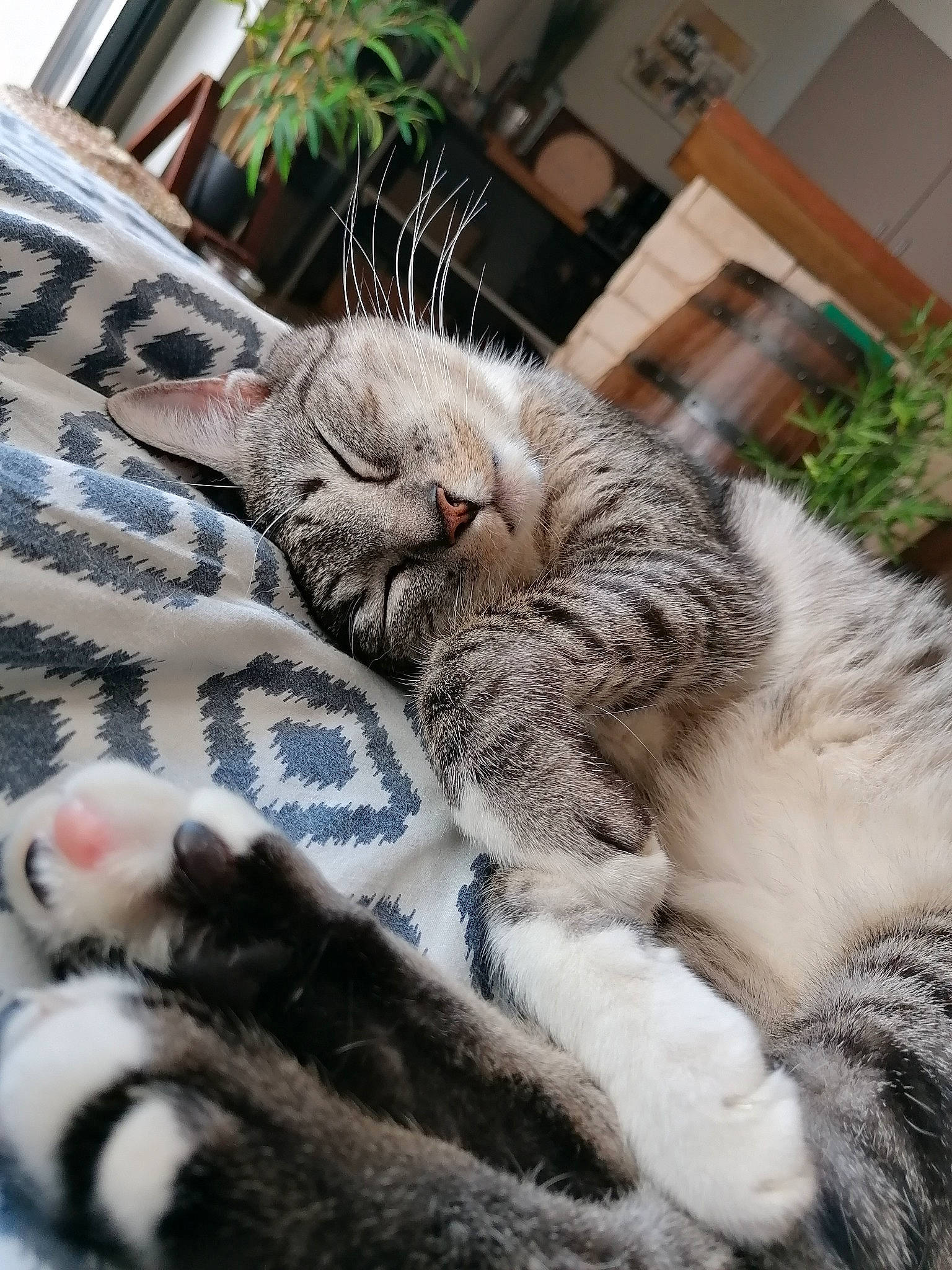 Dewey participe au concours pour gagner de l'argent avec cette photo : aegean_cat, american_curl, american_shorthair, american_wirehair, asian, carnivore, cat, domestic_short_haired_cat, dragon_li, egyptian_mau, european_shorthair, felidae, fur, kitten, nap, paw, sleep, small_to_medium_sized_cats, tabby_cat, whiskers