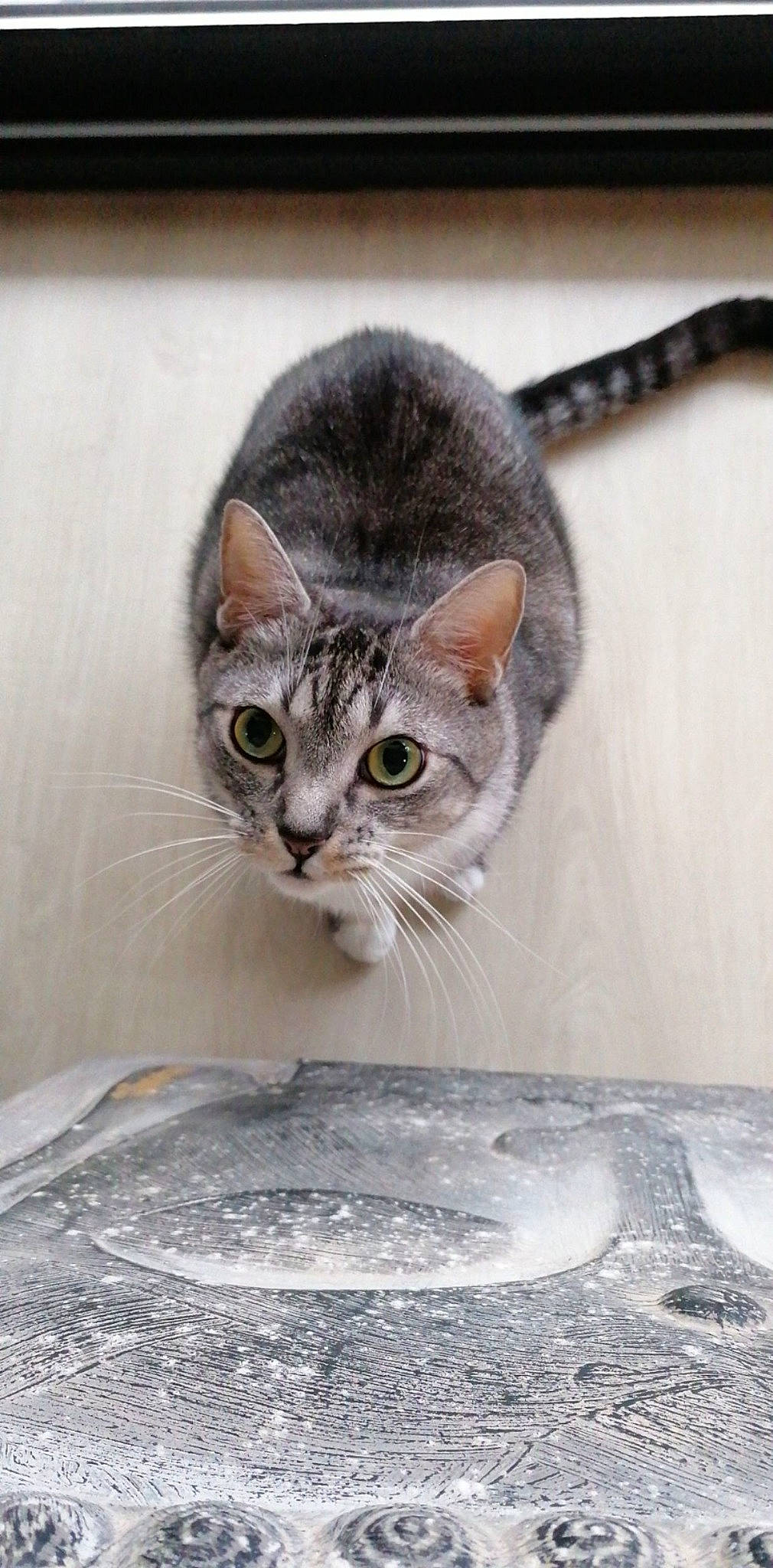 Dewey a rejoint le concours — aidez-le/la à gagner de superbes lots ! aegean_cat, asian, carnivore, cat, domestic_short_haired_cat, european_shorthair, felidae, kitten, mammal, small_to_medium_sized_cats, snout, tabby_cat, whiskers