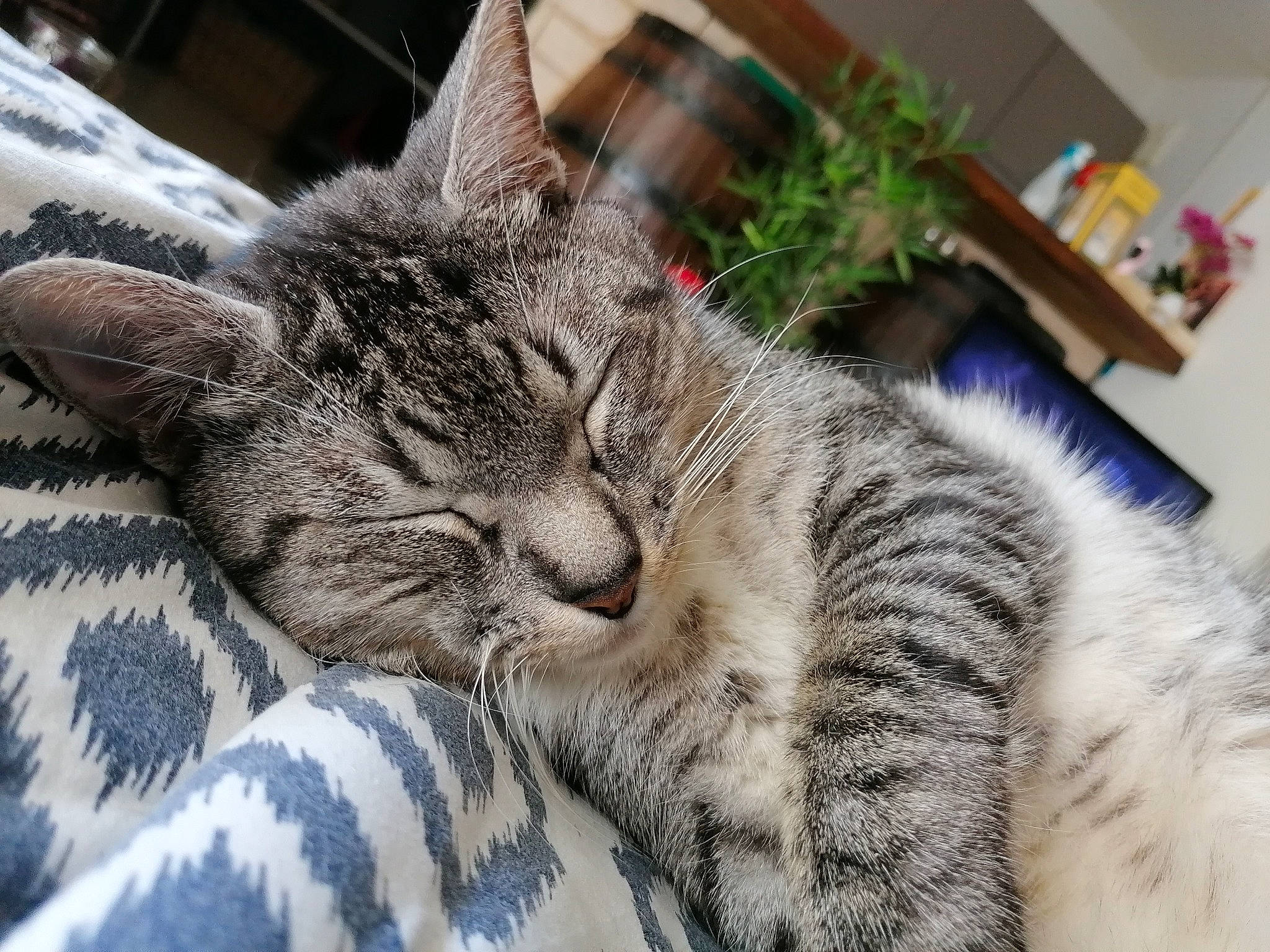 Dewey a rejoint le concours — aidez-le/la à gagner de superbes lots ! american_shorthair, asian, california_spangled, carnivore, cat, domestic_short_haired_cat, dragon_li, ear, egyptian_mau, european_shorthair, felidae, fur, kitten, nap, pixie_bob, sleep, small_to_medium_sized_cats, snout, tabby_cat, whiskers