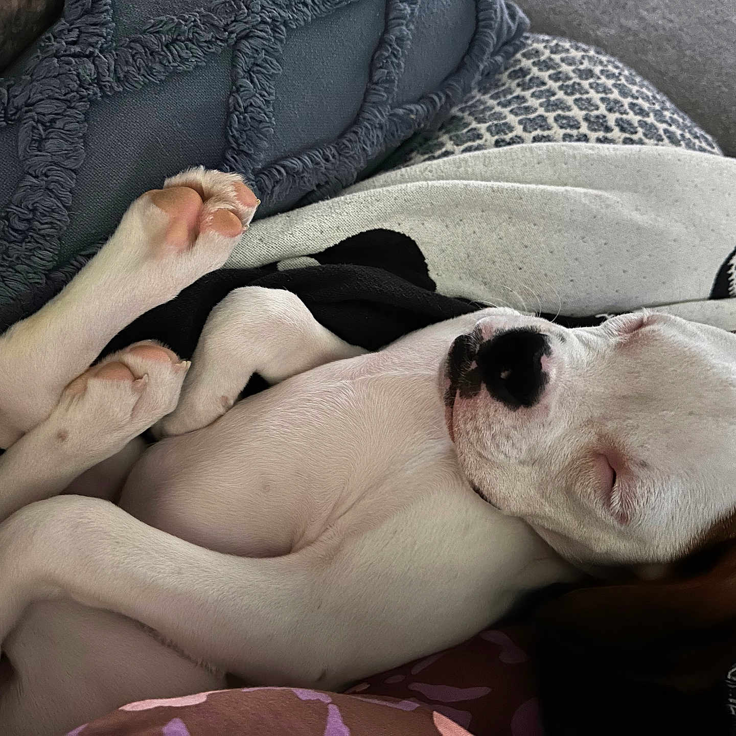 Luna is registered to the contest to win money with this photo: animal, blanket, brown, closeup, comfort, cozy, cute, dog, fur, home, indoors, paw, pet, puppy, relaxing, resting, sleeping, snuggle, soft, white