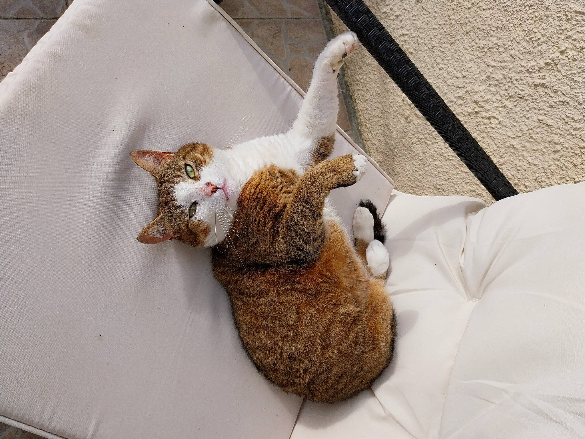 Babou a rejoint le concours — aidez-le/la à gagner de superbes lots ! carnivore, cat, claw, comfort, domestic_short_haired_cat, fawn, felidae, fur, linens, paw, small_to_medium_sized_cats, snout, tail, terrestrial_animal, textile, toy, whiskers, white, wood, wool