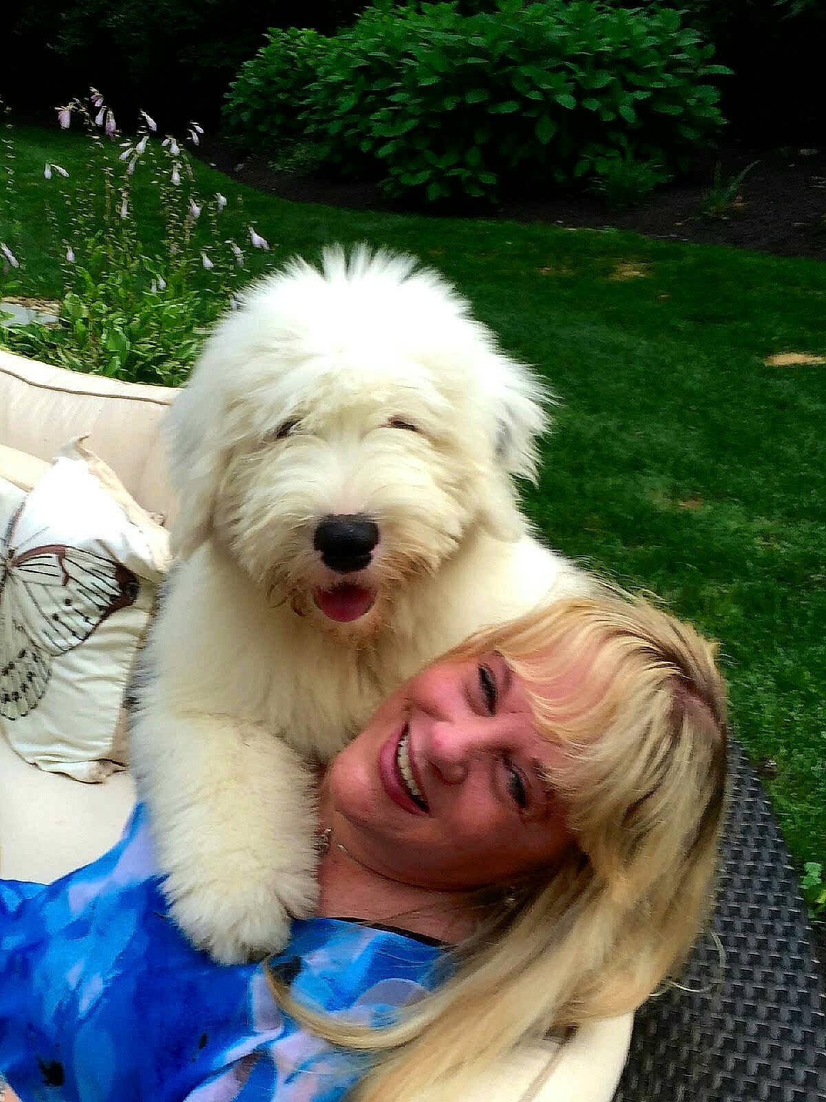 Arthur is registered to the contest to win money with this photo: canidae, carnivore, companion_dog, dog, dog_breed, fur, giant_dog_breed, grass, happy, non_sporting_group, old_english_sheepdog, plant, poodle, small_terrier, smile, sporting_group, toy_dog, working_animal