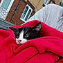 Felix is registered to the contest to win money with this photo: kitten, cat, black_and_white, blanket, red, person, hoodie, gray_clothing, building, brick_wall, window, outdoor, snuggling, pet, animal, cute, sleepy, cozy, portrait, domestic