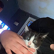 Felix joined the competition — help win amazing prizes! kitten, cat, black_and_white, hand, indoor, person, feline, wide_eyes, pet, domestic_animal, cute, young, fur, whiskers, face, holding, living_room, television, dark, curious