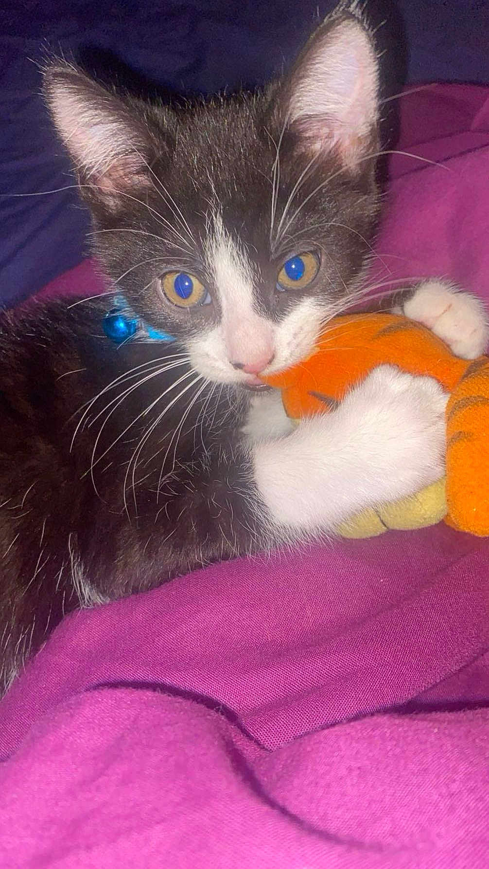 Felix joined the competition — help win amazing prizes! kitten, cat, tuxedo_cat, plush_toy, purple_blanket, indoor, pet, animal, whiskers, close_up, cute, young_cat, feline, claws, paw, toy, sleepy, resting, curious, domestic_cat