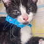 Felix is registered to the contest to win money with this photo: kitten, cat, black_and_white, collar, blue_collar, pet, whiskers, paw, close_up, sleepy, cute, feline, indoor, resting, fur, animal, young_cat, pink_nose, ears, soft