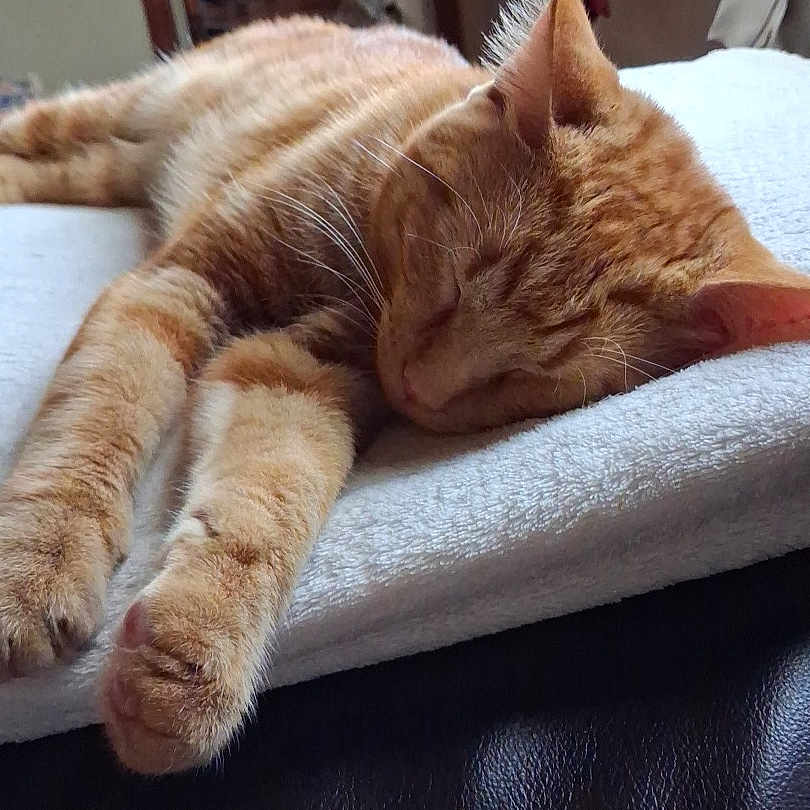 Simba