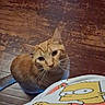 Simba joined the competition — help win amazing prizes! animal, blanket, cartoon_character, cat, closeup, companion, curious, cute, domestic_cat, feline, flooring, fur, home, indoor, looking_up, orange_tabby, pet, playful, whiskers, wooden_floor