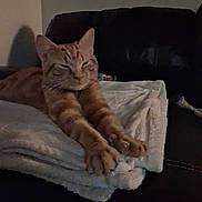 Simba is registered to the contest to win money with this photo: animal, blanket, cat, comfort, couch, cozy, domestic, feline, fur, homedecor, indoor, leather, orange_tabby, paws, pet, relaxed, resting, sleepy, stretching, whiskers