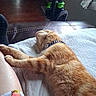 Simba joined the competition — help win amazing prizes! animal, blanket, cat, collar, comfort, cozy, curtain, fur, furniture, home, human, indoor, leg, orange_cat, pet, relaxing, resting, sleeping, tabby_cat, vacuum_cleaner
