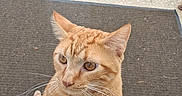 Simba is registered to the contest to win money with this photo: animal, cat, closeup, concrete, curious, daylight, doormat, doorstep, ears, face, feline, grass, looking_up, metal_railing, orange_tabby, outdoor, paws, pet, whiskers, window