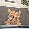 animal, cat, closeup, concrete, curious, daylight, doormat, doorstep, ears, face, feline, grass, looking_up, metal_railing, orange_tabby, outdoor, paws, pet, whiskers, window