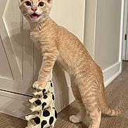 Viper is registered to the contest to win money with this photo: animal, cat, ceramic_pigs, curious, decor, feline, home, indoor, kitten, looking, meowing, orange_tabby, paw, pet, playful, stacked_pigs, standing, toy, wood_floor, young_cat