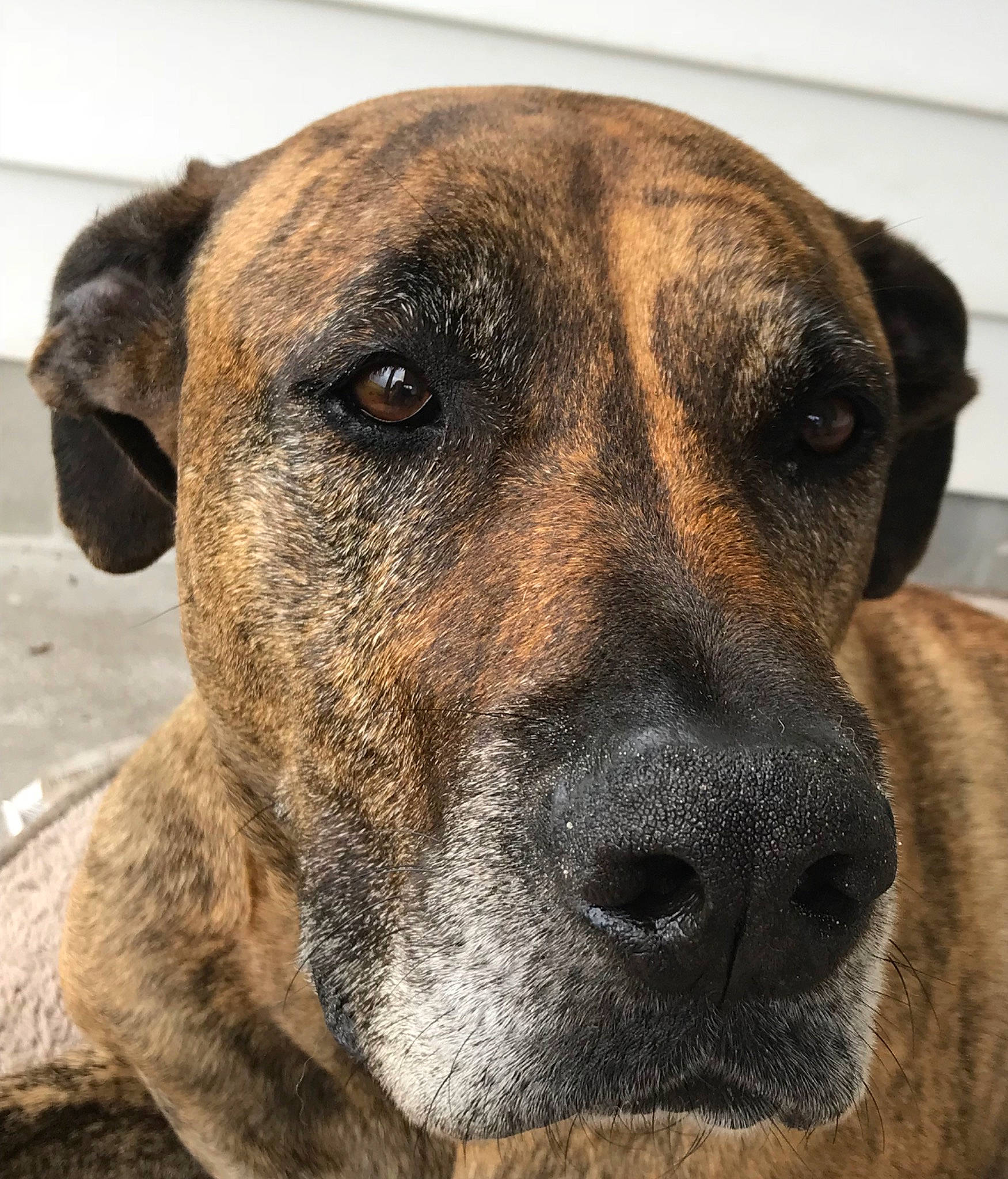Nutter Butter is registered to the contest to win money with this photo: alano_espanol, alaunt, black_mouth_cur, canidae, carnivore, catahoula_bulldog, cimarron_uruguayo, dog, dog_breed, eye, fawn, mammal, mountain_cur, plott_hound, potcake_dog, snout, sporting_group, street_dog, vertebrate, whiskers