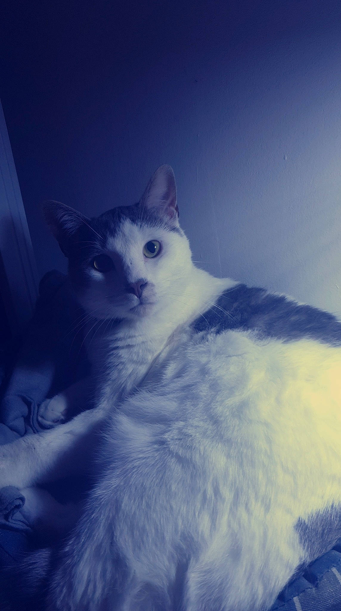 Fiz participe au concours pour gagner de l'argent avec cette photo : carnivore, cat, darkness, domestic_short_haired_cat, electric_blue, eye, felidae, freezing, fur, meteorological_phenomenon, monochrome_photography, sitting, sky, small_to_medium_sized_cats, snout, snow, tail, whiskers, winter