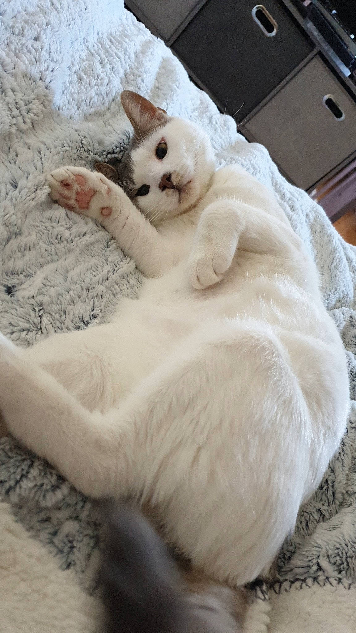 Fiz