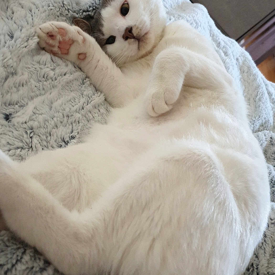 Fiz