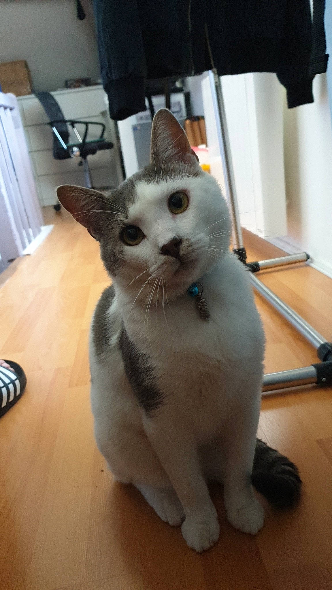 Fiz participe au concours pour gagner de l'argent avec cette photo : carnivore, cat, domestic_short_haired_cat, felidae, floor, flooring, fur, hardwood, paw, small_to_medium_sized_cats, snout, tail, whiskers, wood