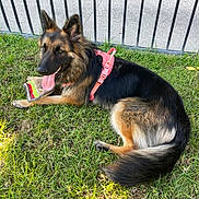 Arlo joined the competition — help win amazing prizes! dog, german_shepherd, canine, pet, grass, outdoor, fence, pink_harness, tongue_out, toy, animal, mammal, resting, summer, nature, playful, fur, ears, happy, companion