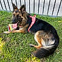 dog, german_shepherd, canine, pet, grass, outdoor, fence, pink_harness, tongue_out, toy, animal, mammal, resting, summer, nature, playful, fur, ears, happy, companion