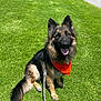 dog, german_shepherd, bandana, leash, grass, outdoor, pet, canine, happy, tongue_out, ears_up, sitting, sunny, nature, animal, friendly, fur, mammal, companion, playful