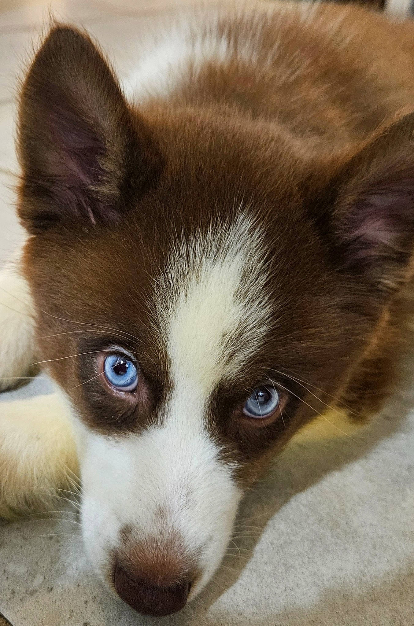 Unix participe au concours pour gagner de l'argent avec cette photo : carnivore, companion_dog, dog, dog_breed, fur, snout, terrestrial_animal, whiskers, working_animal, working_dog