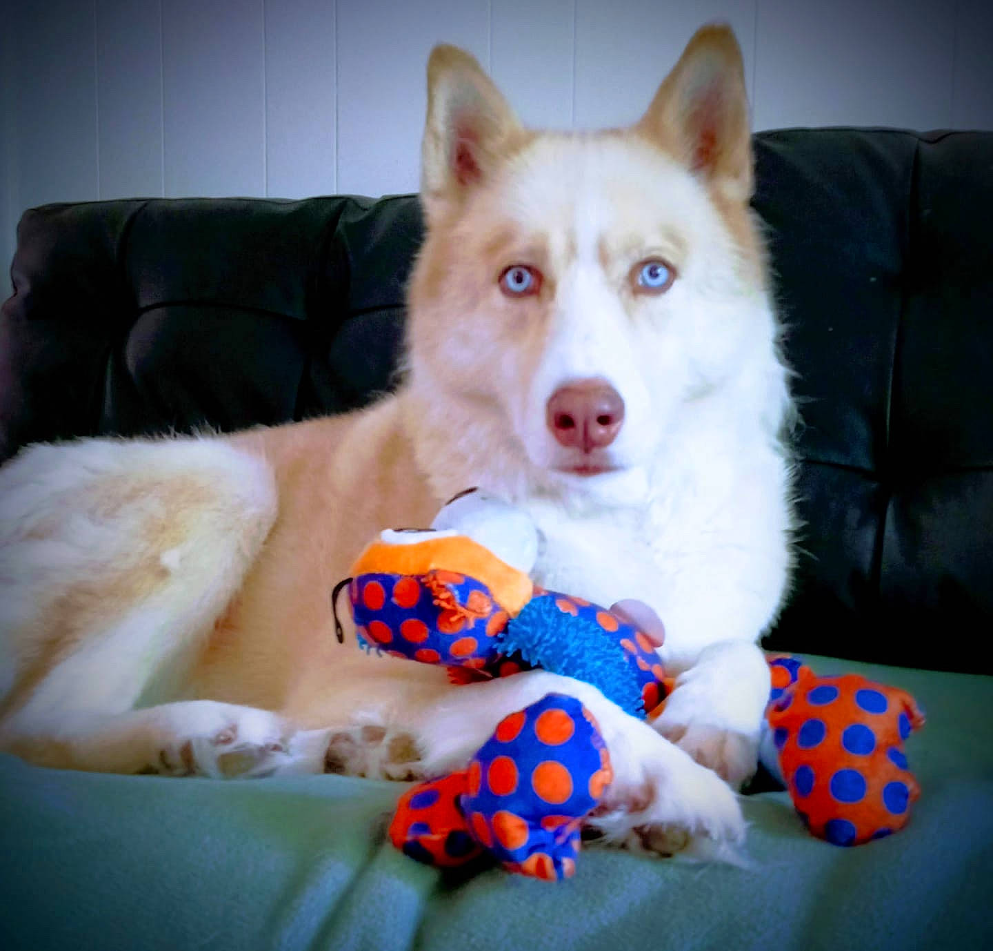 Kado is registered to the contest to win money with this photo: canadian_eskimo_dog, canidae, carnivore, design, dog, dog_breed, fur, mammal, pattern, rare_breed_dog, sakhalin_husky, siberian_husky, sled_dog, snout, vertebrate, wolfdog, working_dog