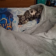 Pepper is registered to the contest to win money with this photo: cat, kitten, blanket, pillow, furniture, wood, pattern, indoor, resting, cozy, soft, home, animal, pet, spotted, cute, relaxed, sleepy, comfort, room