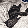 Baïka a rejoint le concours — aidez-le/la à gagner de superbes lots ! bed, belly, black_coat, blanket, closeup, cozy, dog, indoor, nap, paws, pet, pillow, portrait, puppy, relaxed, resting, sleeping, upside_down, white_chest, wrinkled_face