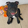 black_dog, black_fur, carpet, collar, dog, floor, floppy_ears, front_facing, happy, indoor, open_mouth, pet, photography, plush_toy, portrait, puppy, sitting, smiling, toy, white_chest