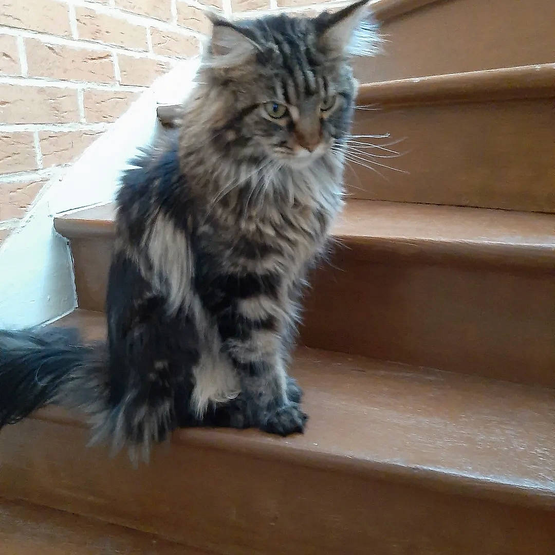 Sakura participe au concours pour gagner de l'argent avec cette photo : british_longhair, carnivore, cat, claw, domestic_short_haired_cat, felidae, flooring, fur, hardwood, maine_coon, paw, plant, siberian, small_to_medium_sized_cats, tail, terrestrial_animal, whiskers, window, wood